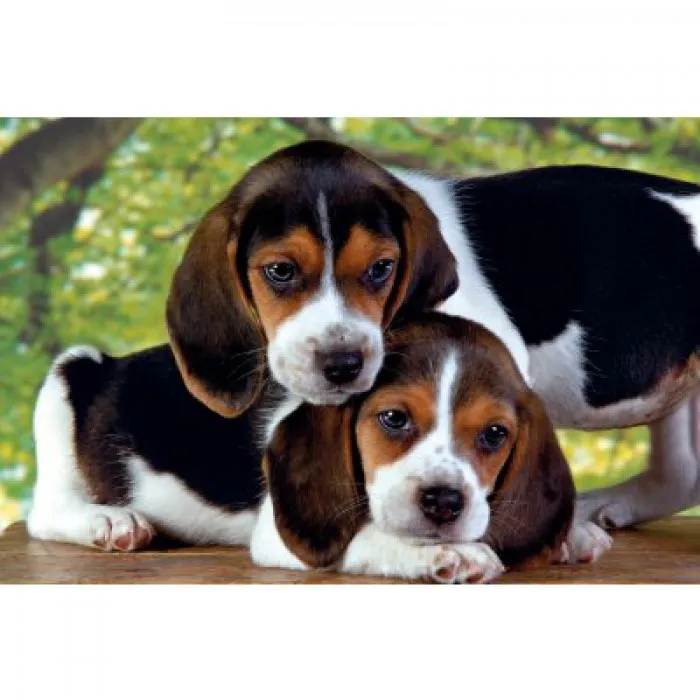 Chiots en duo