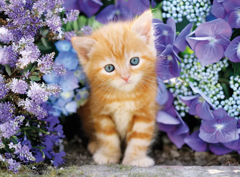 Chaton dans les Fleurs