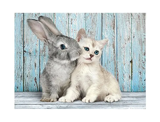 Chat et Lapin