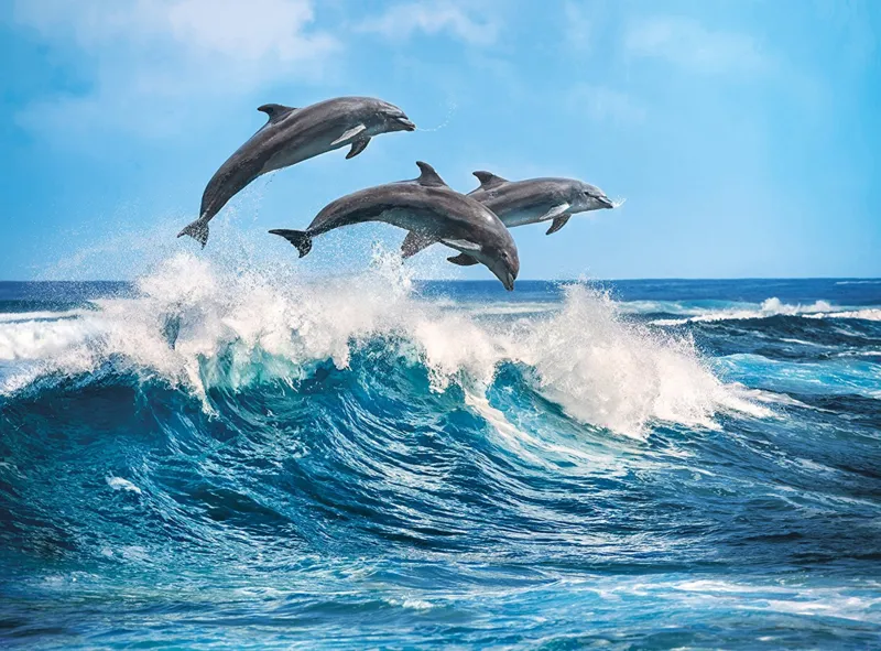 Dauphins