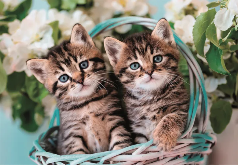Mignons Chatons Jumaux