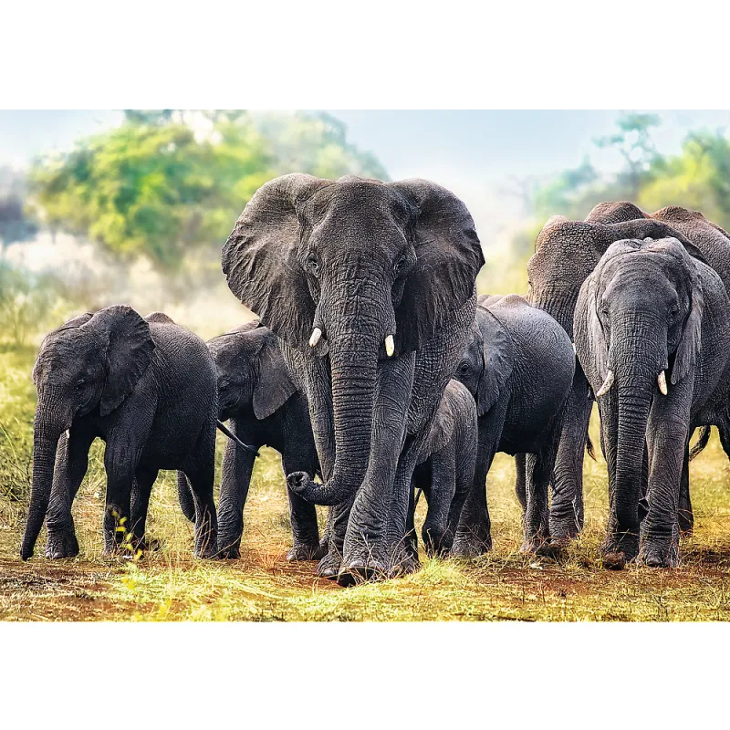 Éléphants africains