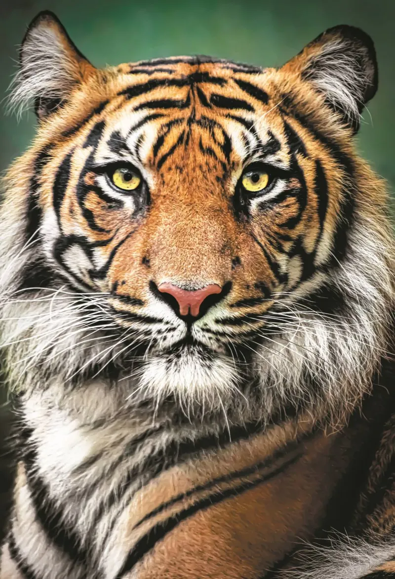 Portrait D'Un Tigre