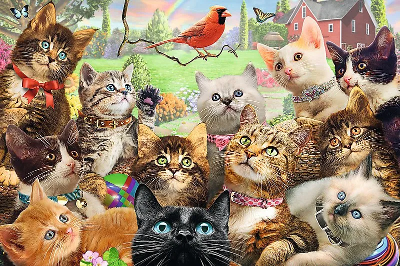 Pièces XXL - Kittens