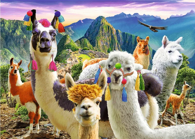 Lamas dans les Montagnes