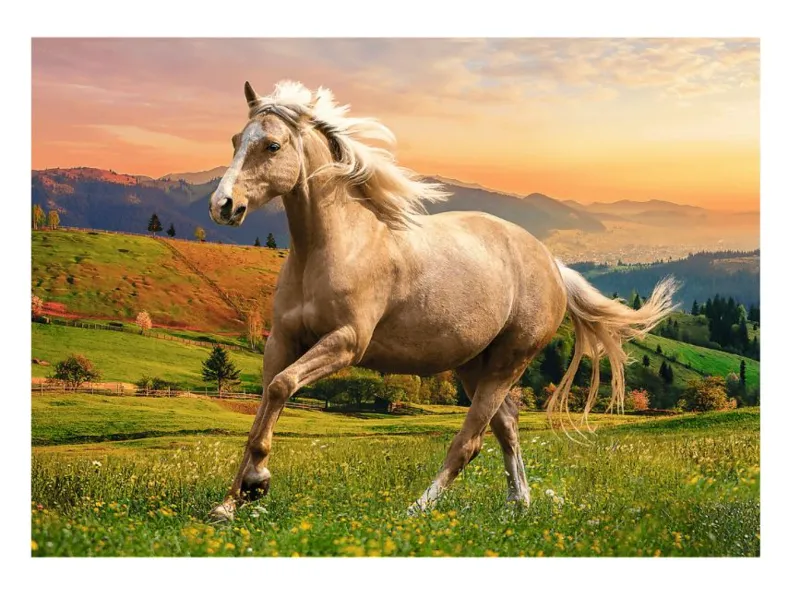 Afternoon Gallop in the Sun