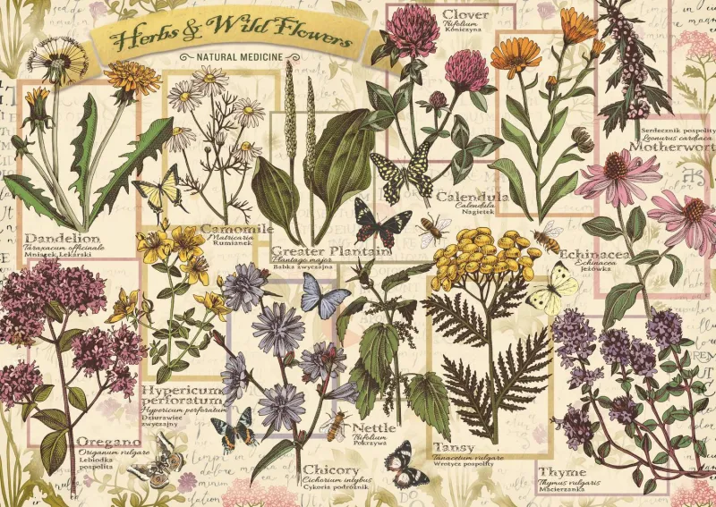 Herbier : Herbes Médicinales