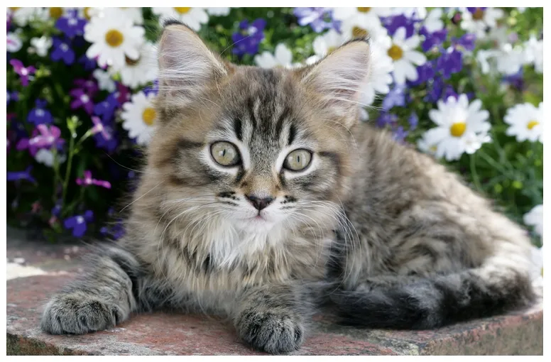 Chaton tigré dans les fleurs