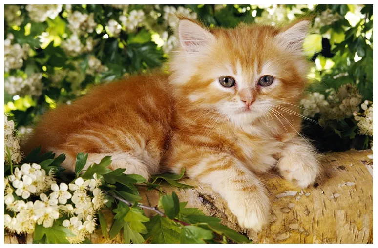 Chaton roux dans les fleurs