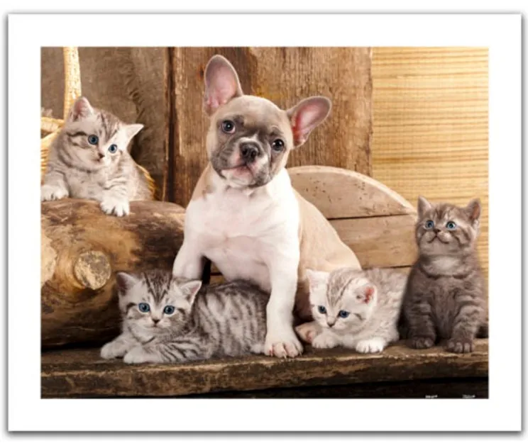 Puzzle en Plastique - Little Kittens and A Dog