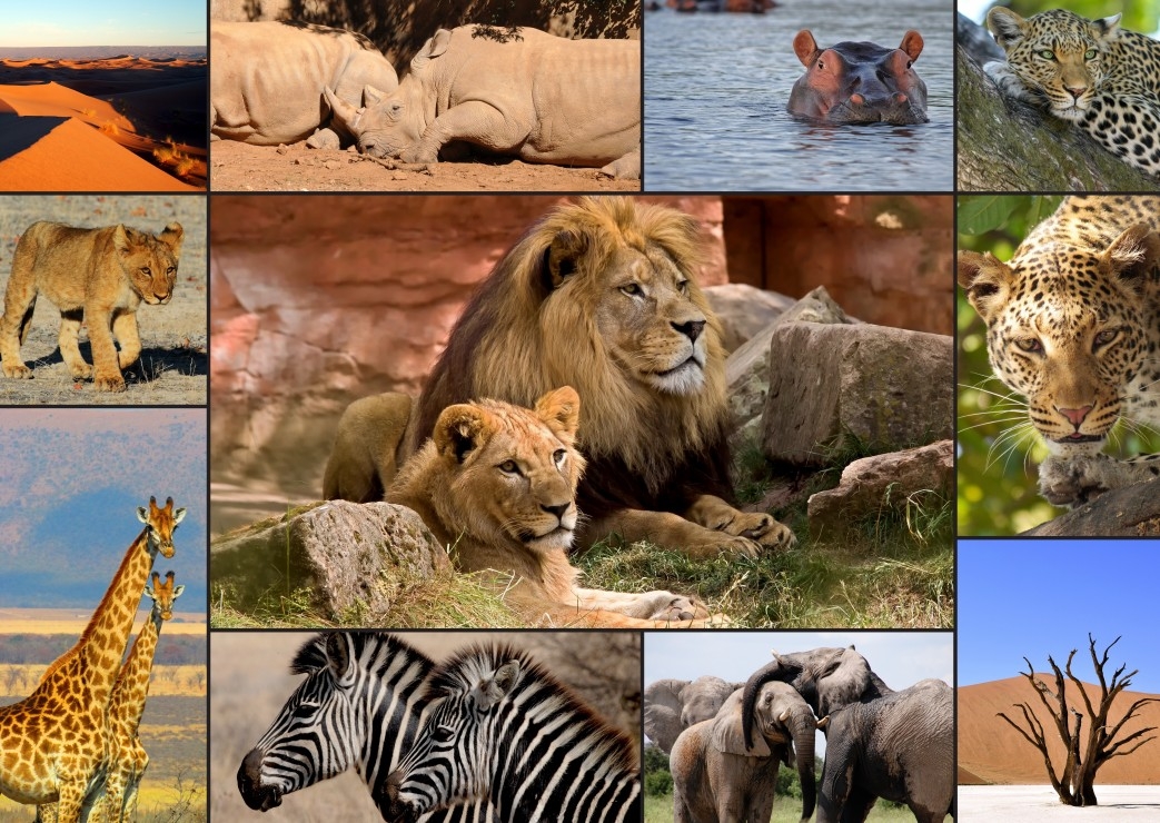 Collage - Wildlife