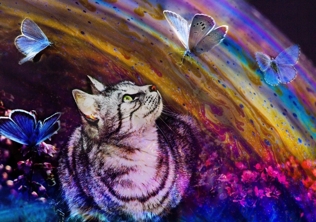 Le Chat et les Papillons