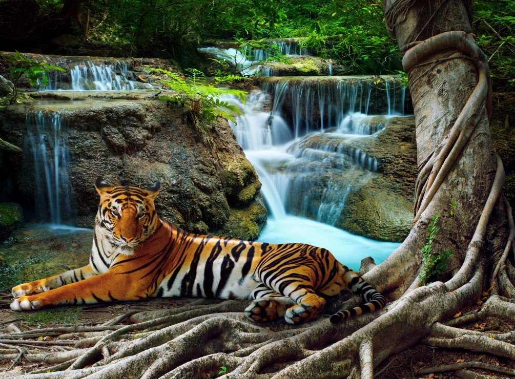 Tigre et Cascade