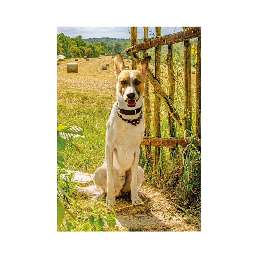 Pièces XXL - Gump II