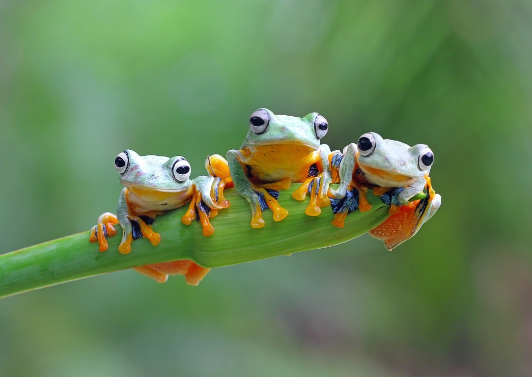 Friendly Frogs