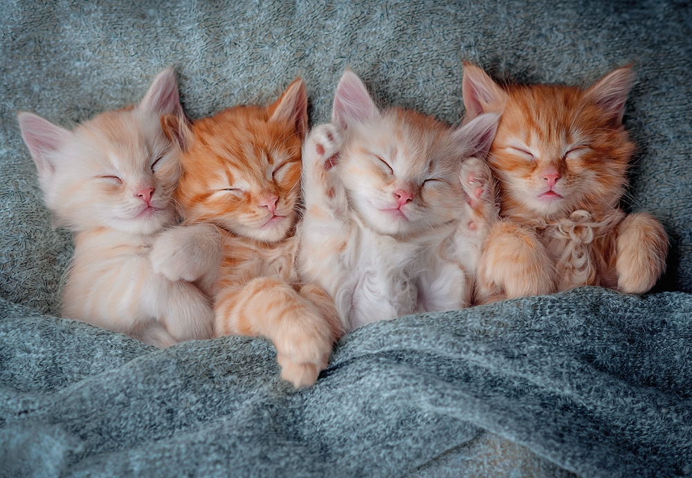 Chatons Mignons