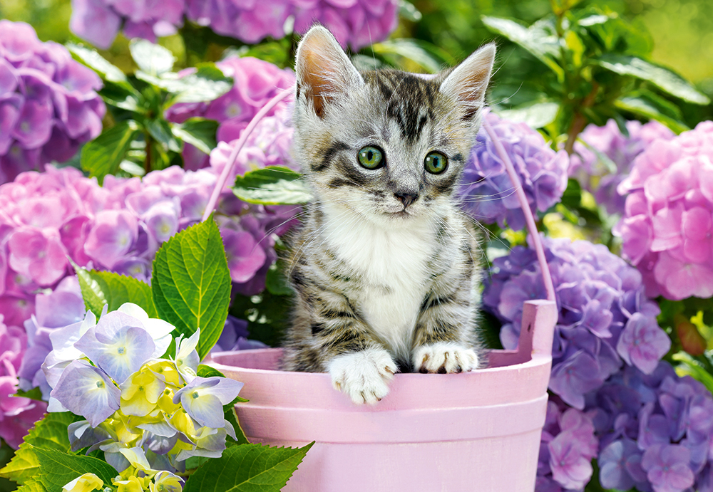 Chaton dans le Pot