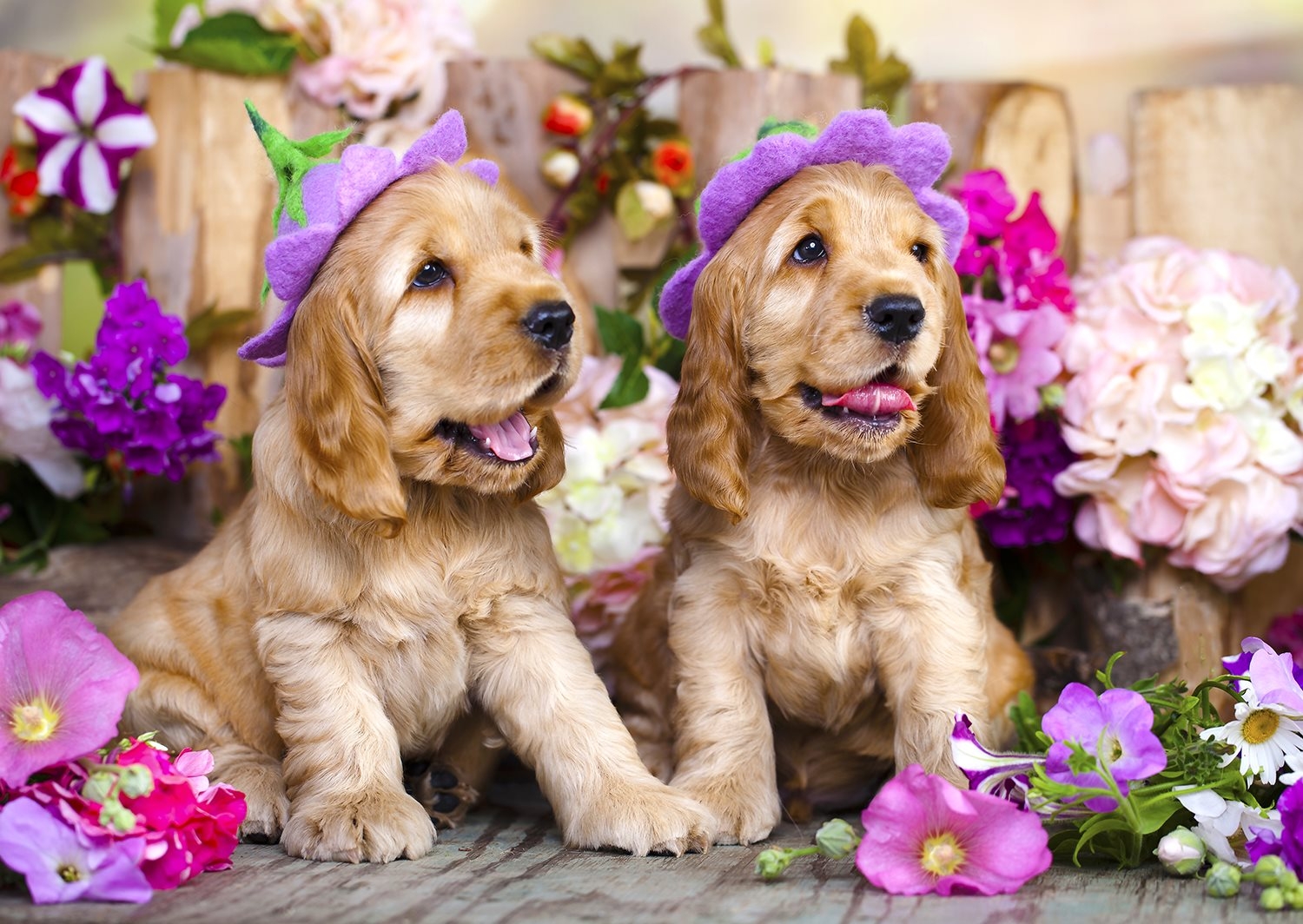 Chiots aux Chapeaux de Fleurs