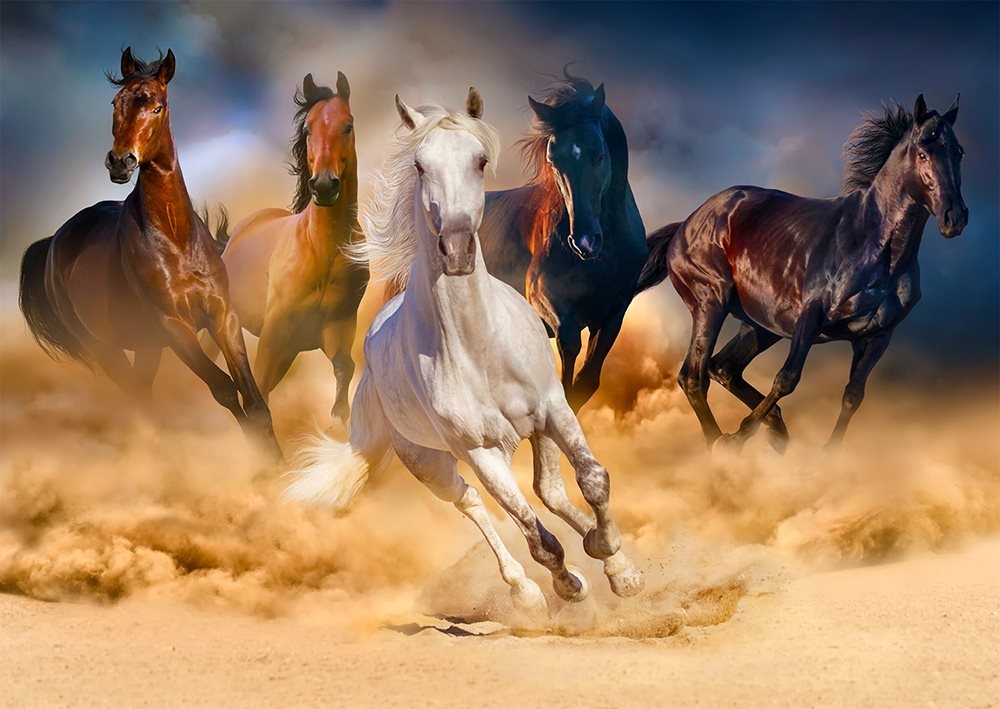 Chevaux dans le Désert