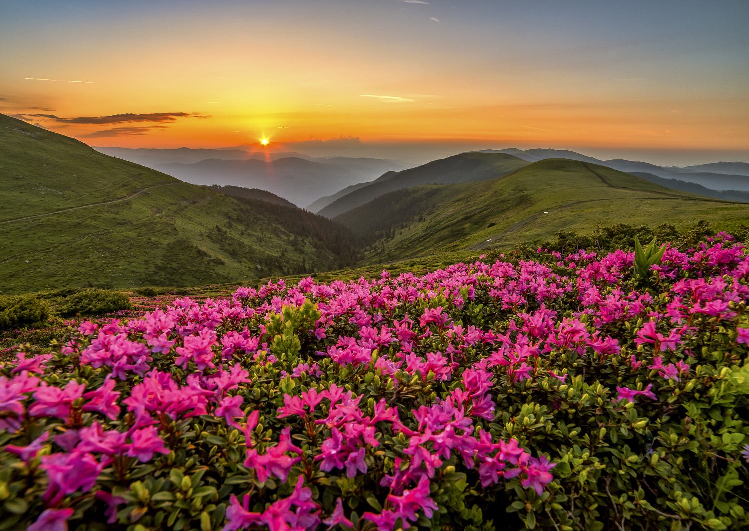 Crépuscule Rose