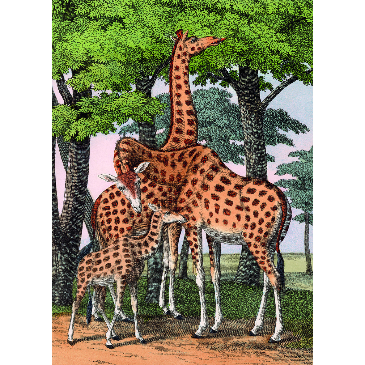 Girafes