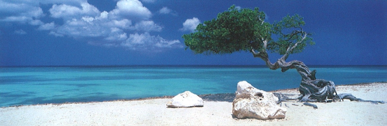Alexander von Humboldt : Arbre de Divi Divi