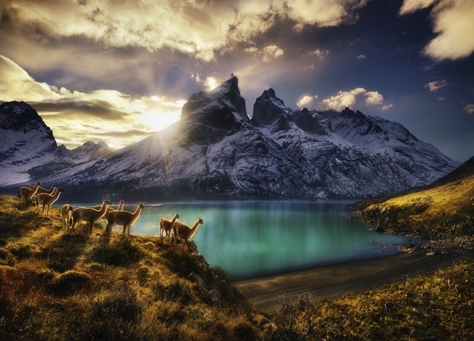 Von Humboldt Alexander - Guanacos