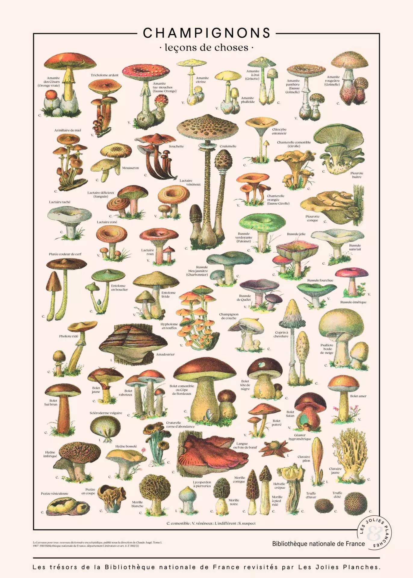 Puzzle Champignons