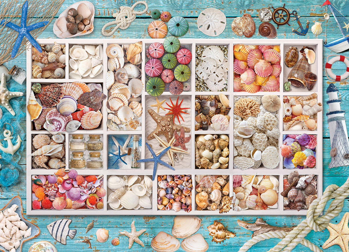 Collection de Coquillages