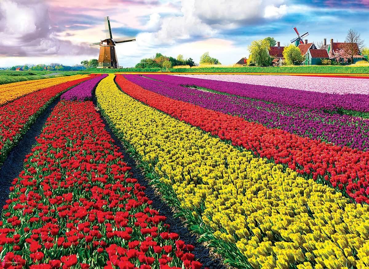 Champ de Tulipes aux Pays-Bas