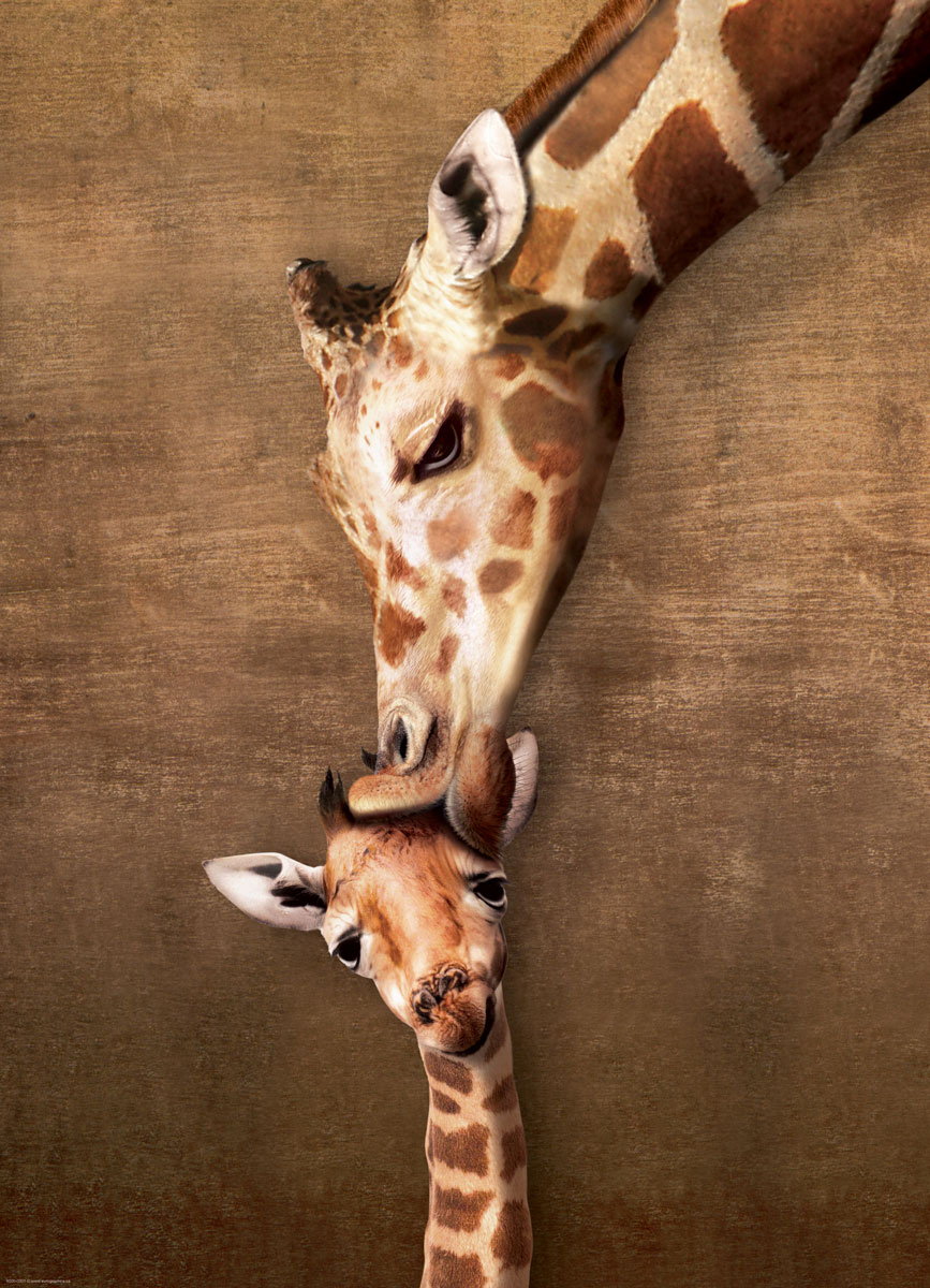 Pièces XXL - Giraffe Mother's Kiss