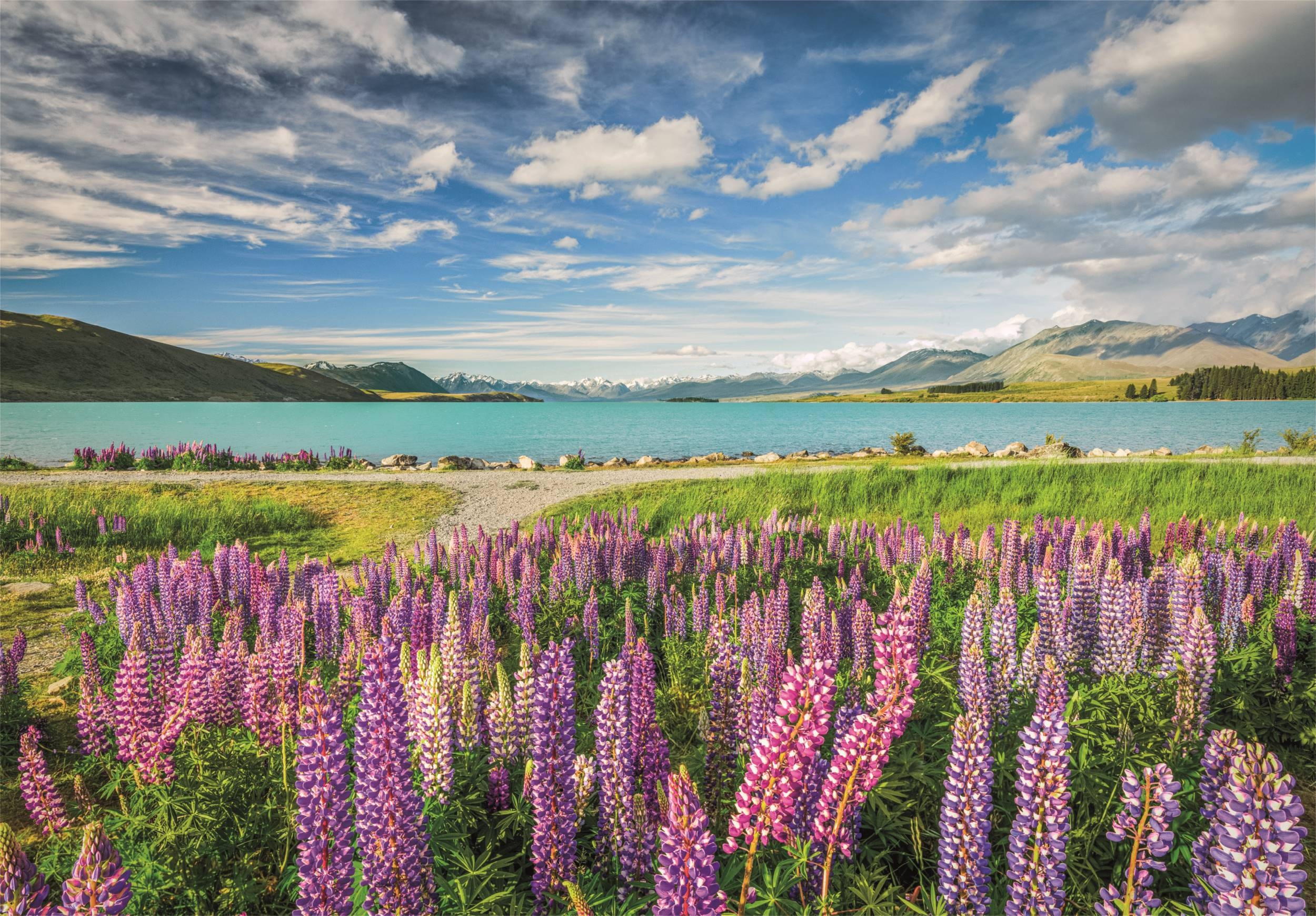 Lupin Au Lac Tekapo
