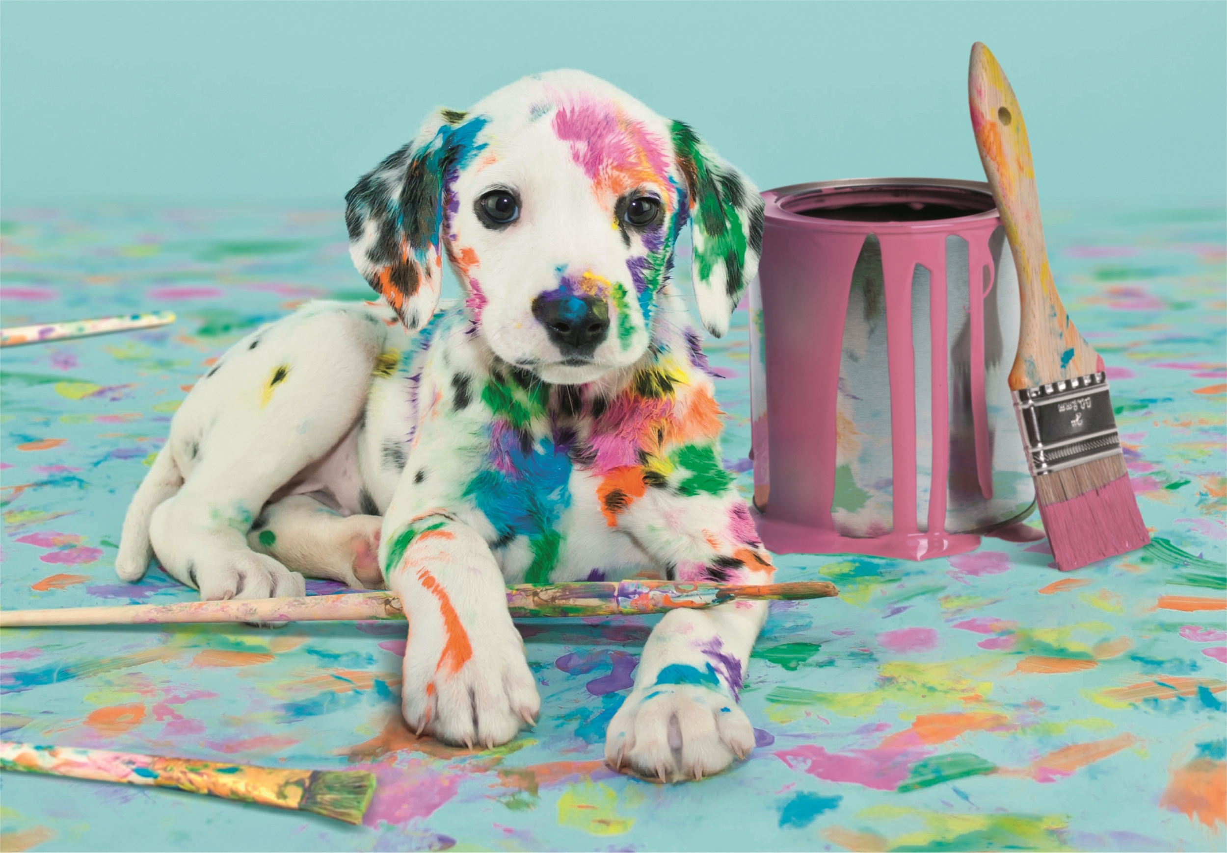Drôle de Dalmatien