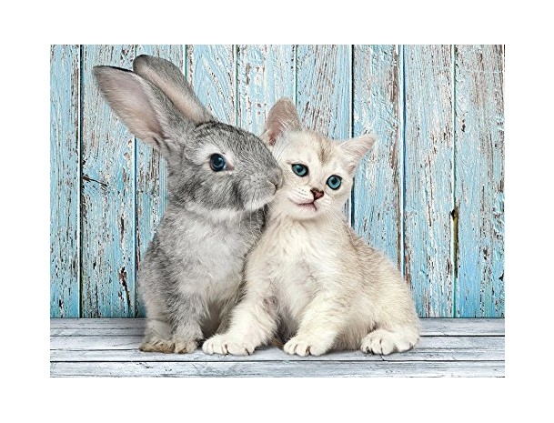 Chat et Lapin