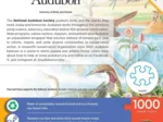 Audubon - Harmonie Des Oiseaux Et Des Ruisseaux