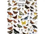 Butterflies of North America