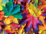 Fall Frenzy