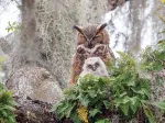 Great Horned Owl