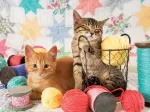 Boules de Poils