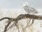 Pièces XXL - Fallen Willow Snowy Owl