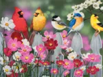Pièces XXL - Songbirds and Cosmos