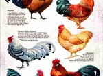 Pièces XXL - Races de Poulet Populaires