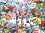 Puzzle Cadre - De joyeux oiseaux du monde entier