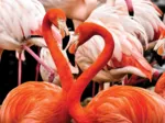 Flamingo Lovers