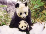 Panda Mother