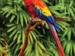 Scarlet Macaw