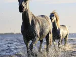 Chevaux