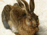 Albrecht Dürer - Le Lapin, 1502