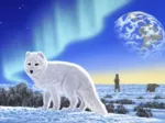 Schim Schimmel - Artic Fox