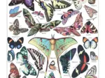 Illustration du Larousse pour Tous : Papillons, 1907-1910